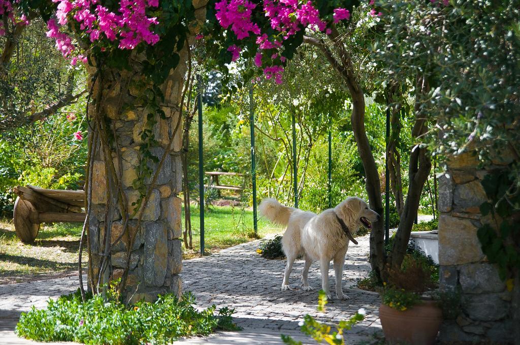 Olive Farm Of Datca Guesthouse (Adults Only) Datça Exterior foto